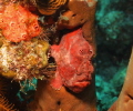   Frog Fish F8 160thiso100 wstrobe. Shot taken off West Caicos. Focal length 40mm 1/60th,iso100 160th,iso100 60th,iso100 w/strobe. w/strobe strobe. Caicos  